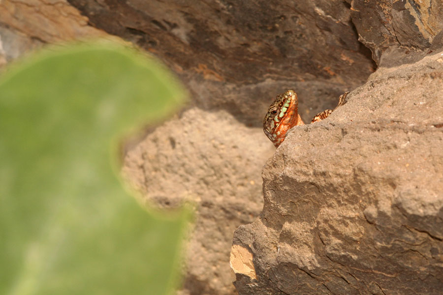 Podarcis sicula ciclopica e sottospecie di Podarcis sicula